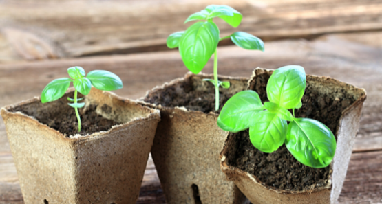 mikro Kraeuter anpflanzen 560x300